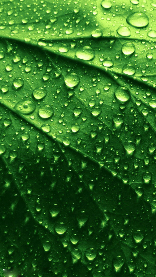Green leaf water droplets nature free wallpaper for mobile - medium preview image
