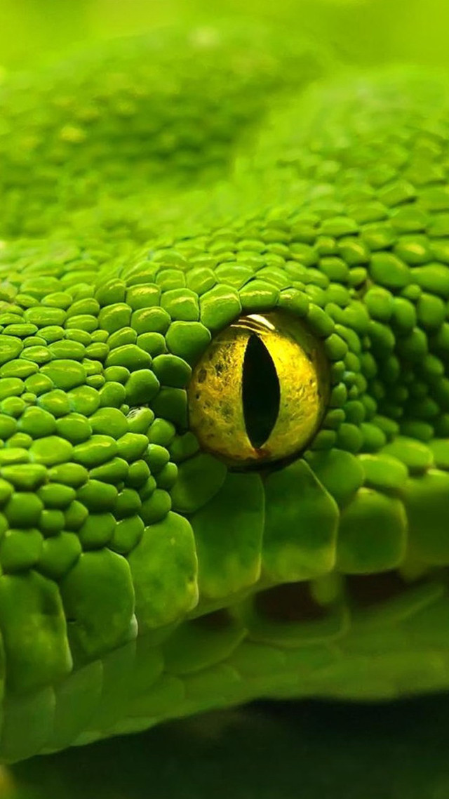 Green snake eye closeup green free wallpaper for mobile - medium preview image