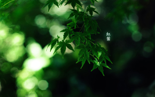 Tree closeup leaves sign side free wallpaper for desktop - medium preview image