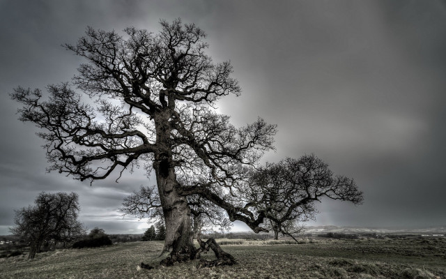Large tree field cloudy sky free wallpaper for desktop - medium preview image