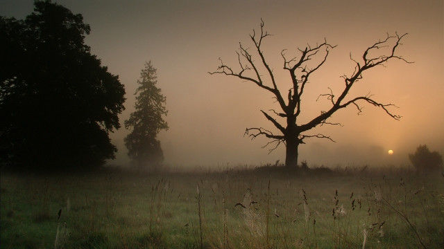 Foggy field tree sun mountains free wallpaper for desktop - medium preview image