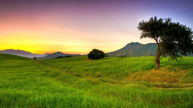 Tree field mountains sunset colorful free wallpaper for desktop - medium preview image