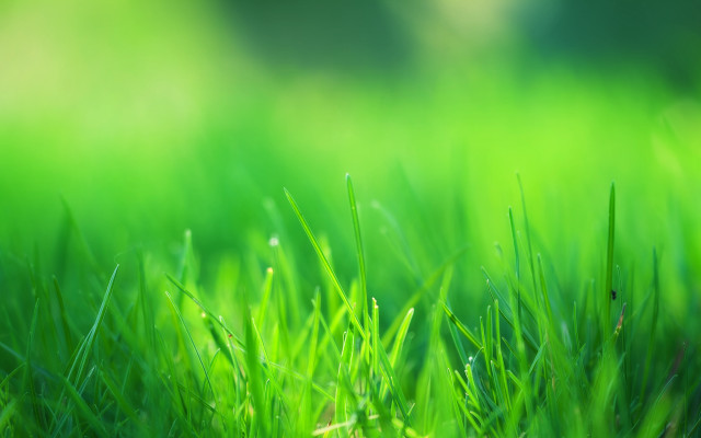 Green grass field macro blurry free wallpaper for desktop - medium preview image