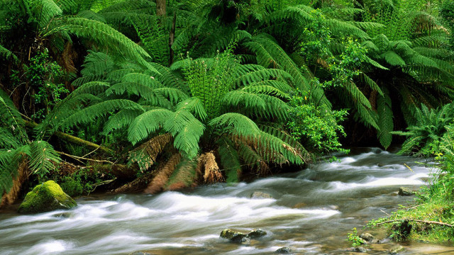 Lush forest stream trees plants #2 free wallpaper for desktop - medium preview image