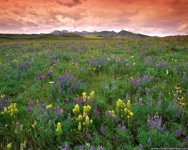 Wildflowers cloudy sky mountains sunset free wallpaper for desktop - medium preview image