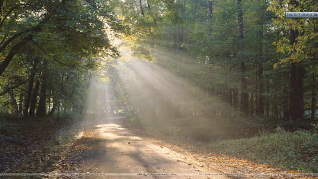 Road light trees leaves ground free wallpaper for desktop - medium preview image