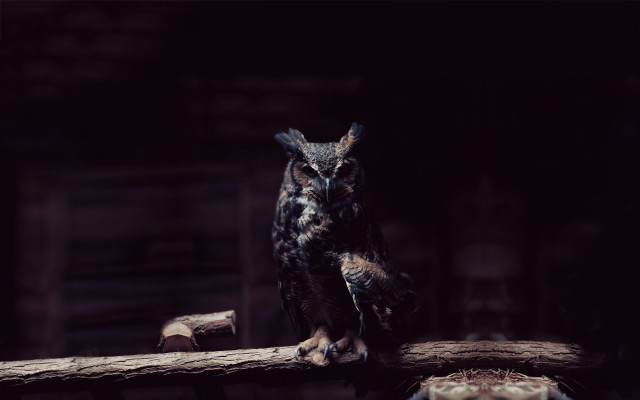 Owl log dark room naturalism free wallpaper for desktop - medium preview image