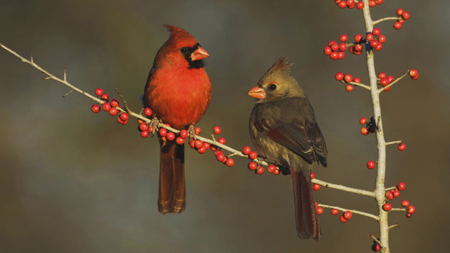 Two birds branch berries red free wallpaper for desktop - medium preview image