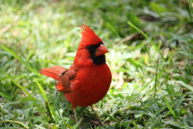 Red bird black eyes grass free wallpaper for desktop - medium preview image