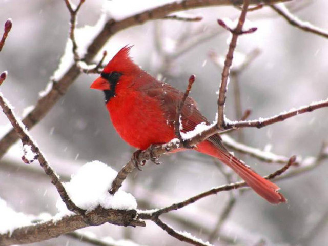 Red bird snow branch tree free wallpaper for desktop - medium preview image