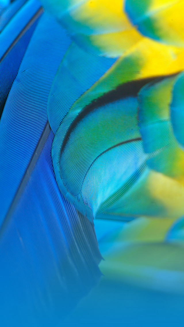 Colorful bird feathers blue background free wallpaper for mobile - medium preview image