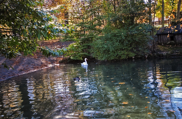 Ducks pond forest sunny day free wallpaper for desktop - medium preview image