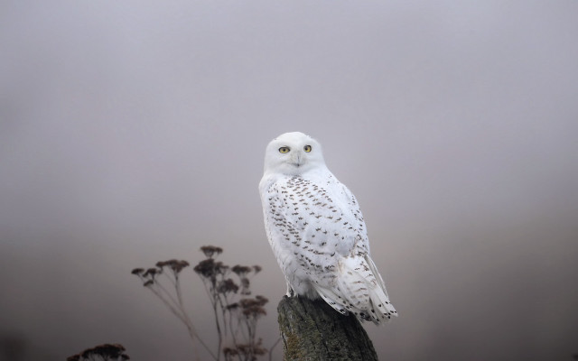 White owl tree stump foggy free wallpaper for desktop - medium preview image