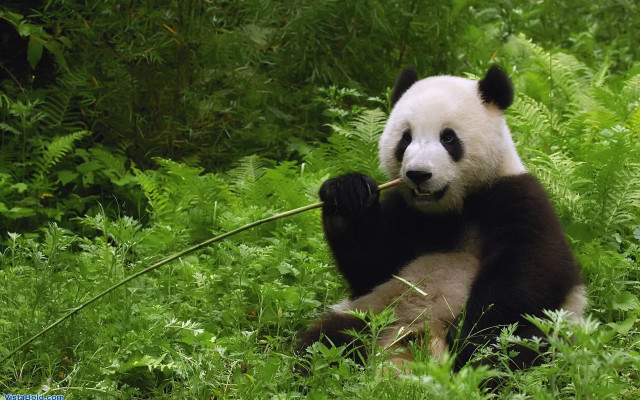 Panda bear sitting grass eating free wallpaper for desktop - medium preview image