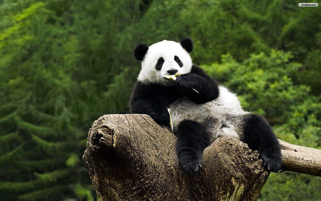 Panda bear tree branch eating free wallpaper for desktop - medium preview image