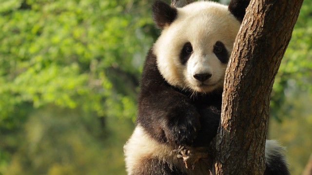 Panda bear sitting tree smiling free wallpaper for desktop - medium preview image