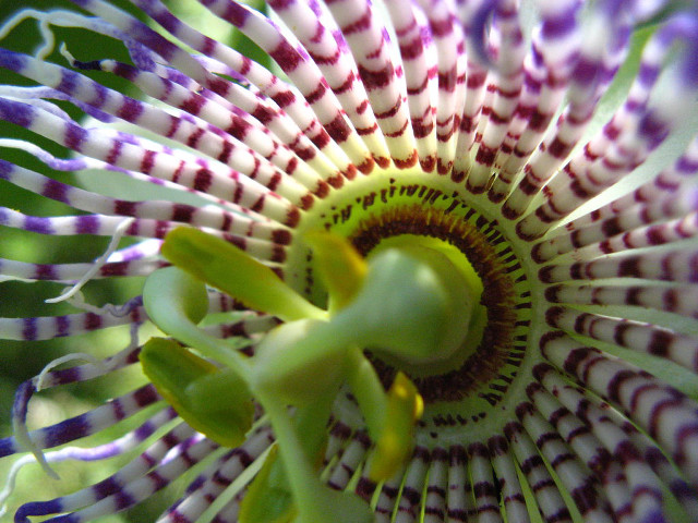 Flower purple green center macro free wallpaper for desktop - medium preview image