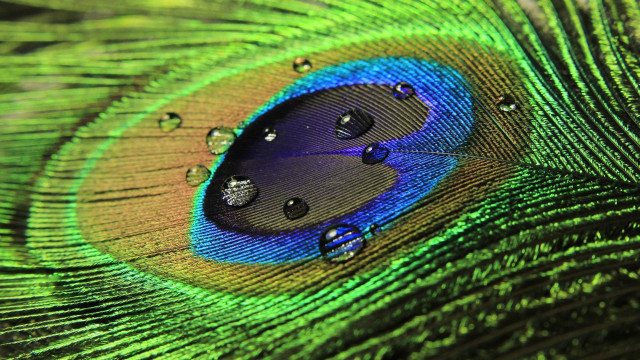 Peacock feather water drops green #3 free wallpaper for desktop - medium preview image
