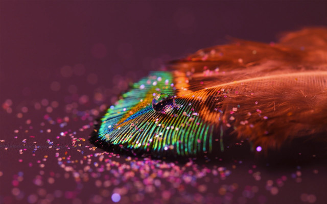 Feather colorful tail glitters purple free wallpaper for desktop - medium preview image