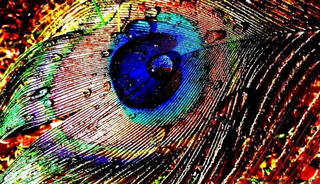 Peacock closeup feathers colorful detailed free wallpaper for desktop - medium preview image