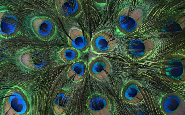 Peacock feathers closeup blue green free wallpaper for desktop - medium preview image