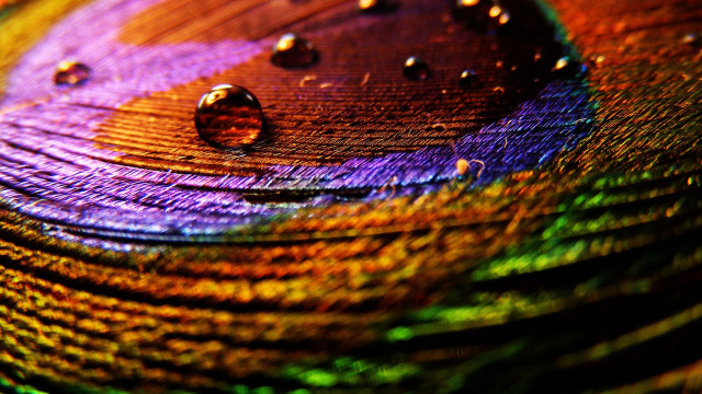 Colorful peacock feather water drops free wallpaper for desktop - medium preview image