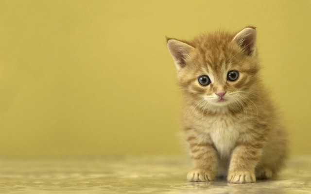 Small kitten sad looking camera free wallpaper for desktop - medium preview image