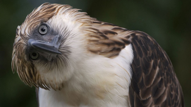 Bird blackwhite stripe sumatraism arse free wallpaper for desktop - medium preview image