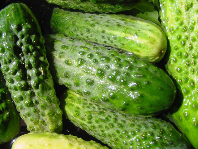 Cucumbers water droplets garden nature free wallpaper for desktop - medium preview image