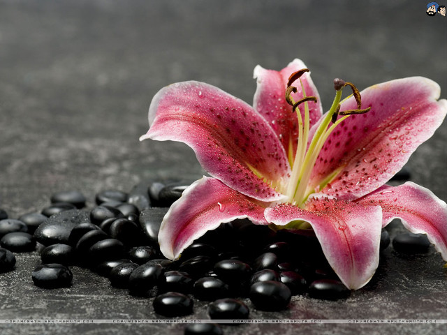 Pink flower black rocks black free wallpaper for desktop - medium preview image
