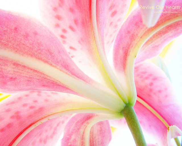 Pink flower white tips green #2 free wallpaper for desktop - medium preview image