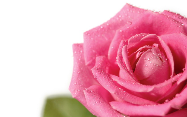 Pink rose water droplets macro #31 free wallpaper for desktop - medium preview image