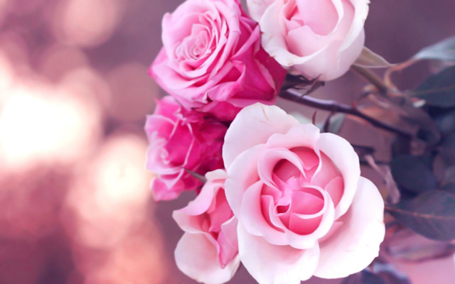 Pink roses vase table blurry free wallpaper for desktop - medium preview image