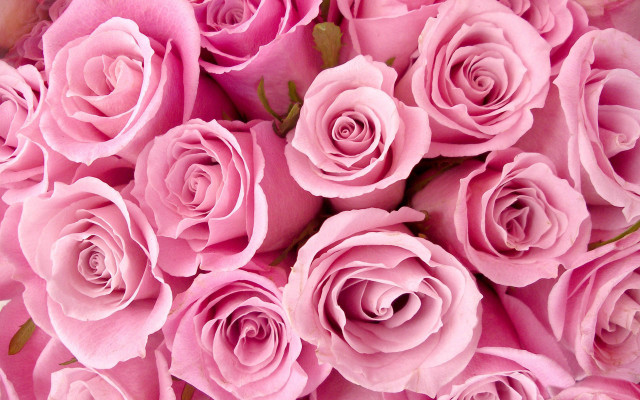 Pink roses bouquet wilting romantic free wallpaper for desktop - medium preview image