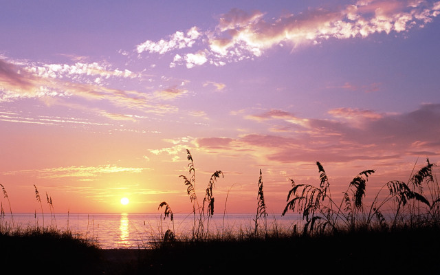 Sunset ocean tall grass orange free wallpaper for desktop - medium preview image