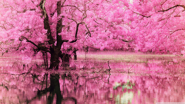 Tree lake pink flowers reflection free wallpaper for desktop - medium preview image