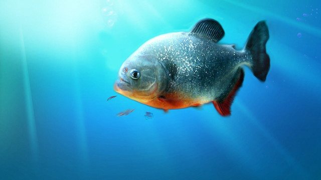 Fish swimming water sunbeam background free wallpaper for desktop - medium preview image