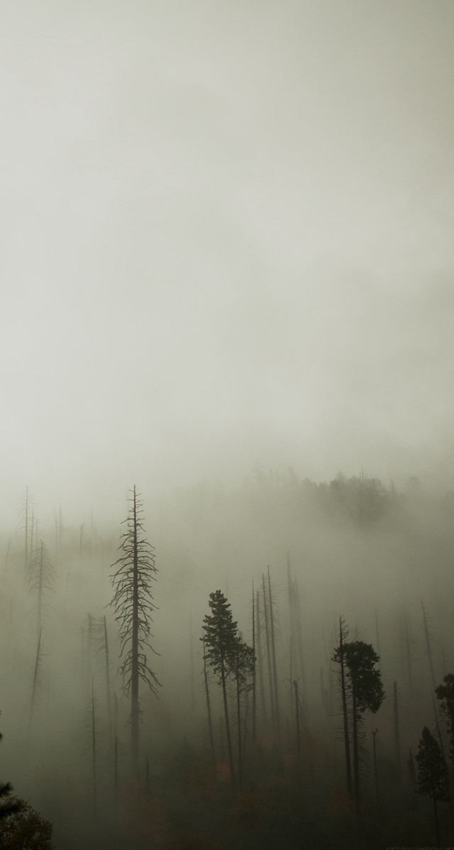 Foggy forest bird flying trees free wallpaper for mobile - medium preview image