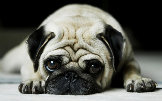 Small pug dog sad white free wallpaper for desktop - medium preview image