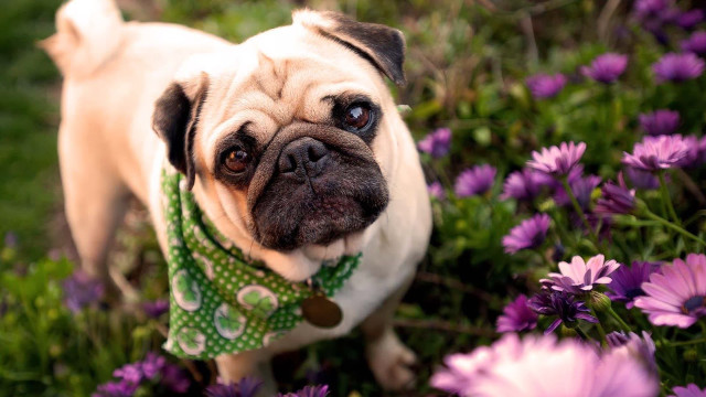 Pug field purple flowers green free wallpaper for desktop - medium preview image