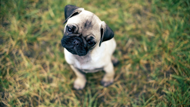 Small pug dog grass looking free wallpaper for desktop - medium preview image