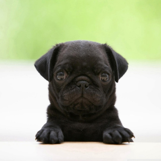 Black pug puppy sad looking free wallpaper for tablet - medium preview image