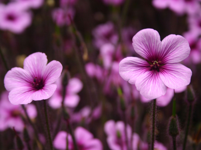Purple flowers closeup green stem free wallpaper for desktop - medium preview image
