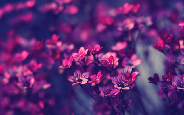 Purple flowers grass blurry background #5 free wallpaper for desktop - medium preview image