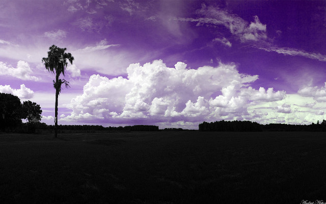 Palm tree field purple sky free wallpaper for desktop - medium preview image