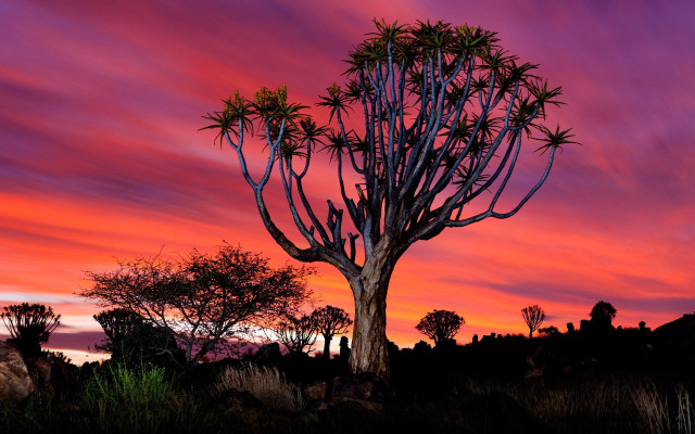 Large tree sunset desert purple free wallpaper for desktop - medium preview image