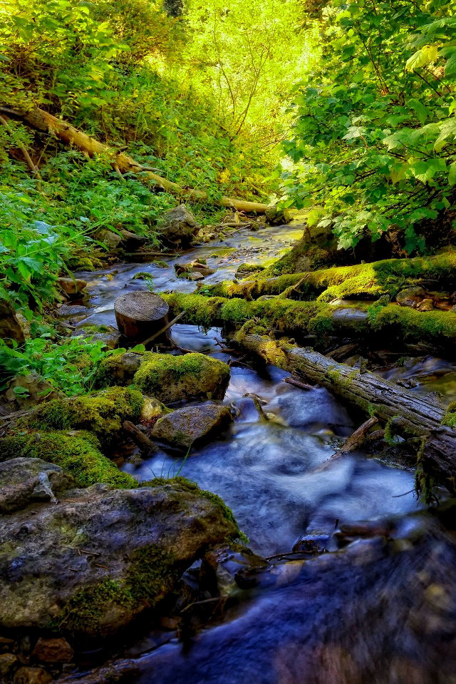 Lush green forest stream rocks #3 free wallpaper for mobile - medium preview image