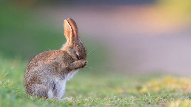 Rabbit sitting grass head up free wallpaper for desktop - medium preview image