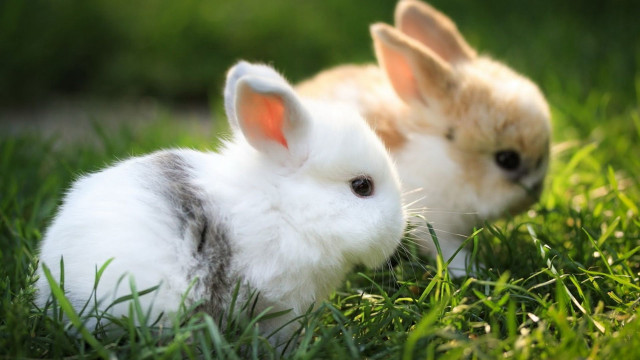 Two rabbits sitting in the free wallpaper for desktop - medium preview image