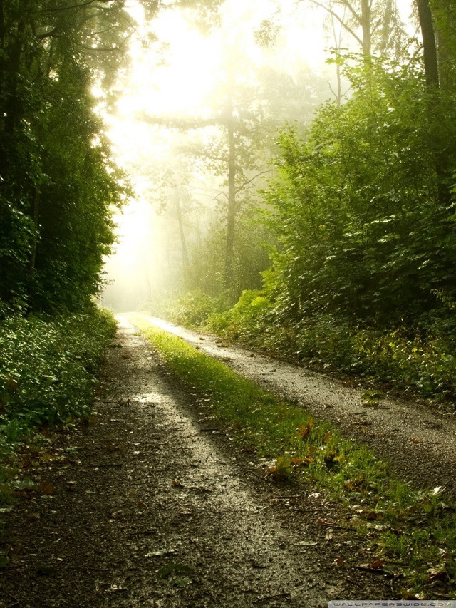 Dirt road trees bushes sunbeams free wallpaper for mobile - medium preview image